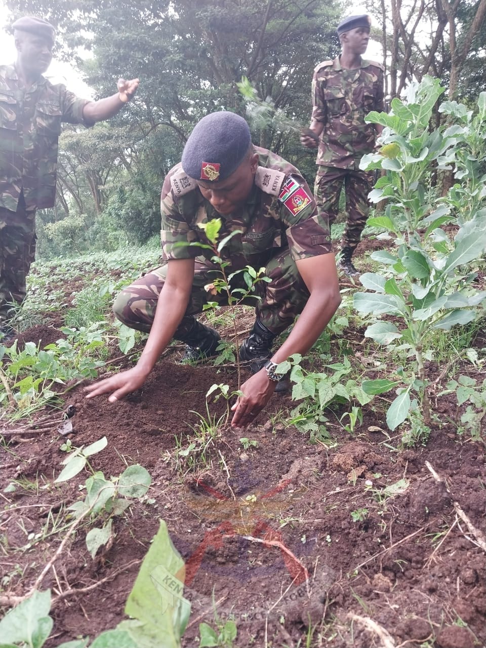 KDF PARTNERS WITH KFS IN TREE PLANTING EXERCISE